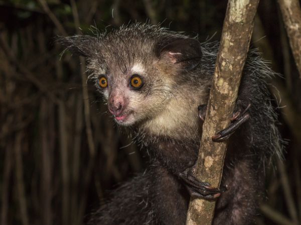 Ayè ayè, Lemure notturna del Madagascar