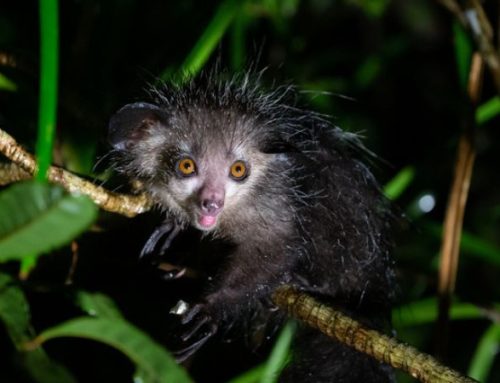 Il lemure fantasma: safari fotografico in Madagascar alla ricerca dell’Aye-aye