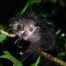 Il lemure fantasma: safari fotografico in Madagascar alla ricerca dell'Aye-aye