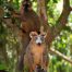 Kirindy e Palmarium: incontri con le specie più rare del Madagascar