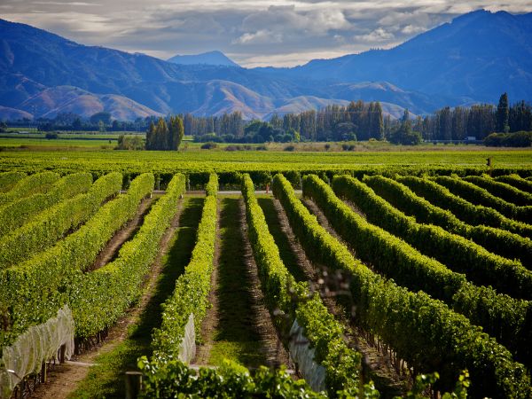 Marlborough