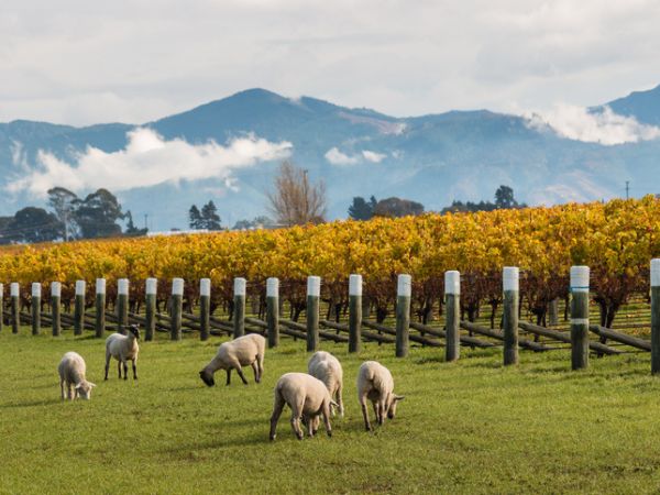 ospitalità vinicola