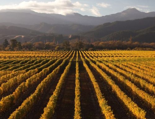 Tour nelle cantine boutique della Nuova Zelanda: vini d’autore tra montagne e oceano