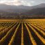 Scopri le migliori cantine boutique della Nuova Zelanda con degustazioni e tour personalizzati tra Marlborough e Central Otago.