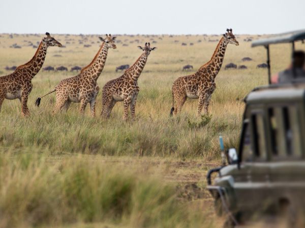 Mandria di giraffe nella savana a Tanzania