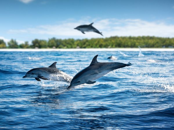 Gruppo di delfini che saltano dal mare Zanzibar