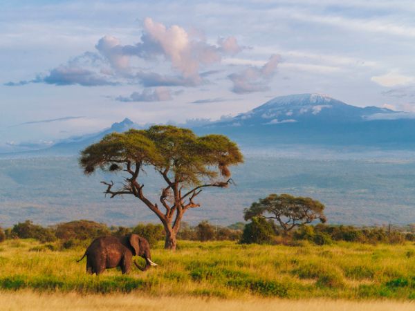 Elefante africano