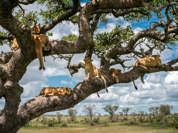 safari in Tanzania