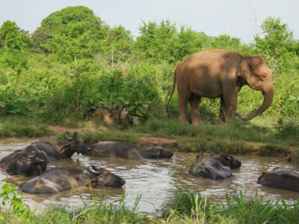 Parco Nazionale di Udawalawe