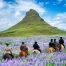 islanda-del-sud-in-estate-cavalli-fiori-montagne