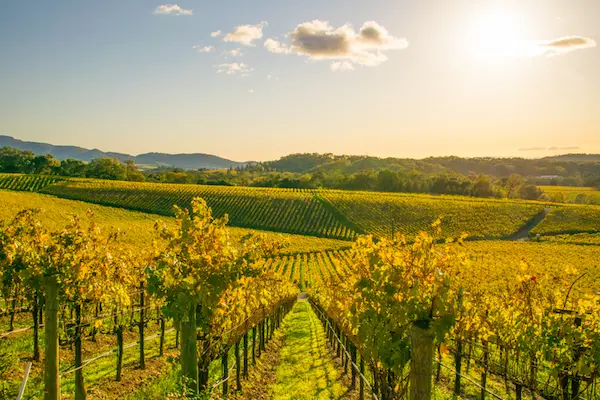 vigneti-a-napa-valley-california-settentrionale
