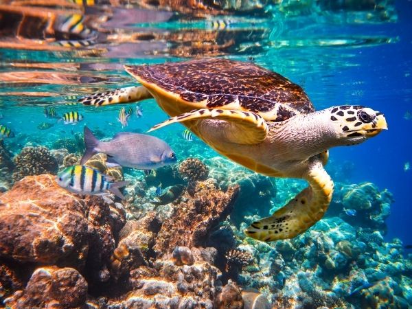 tartarughe maldive
