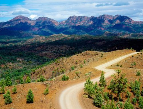 Un viaggio nel cuore antico dell’Australia: Ikara–Flinders e l’anima dell’outback