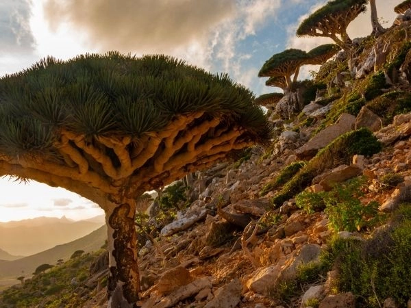 Drago di Socotra