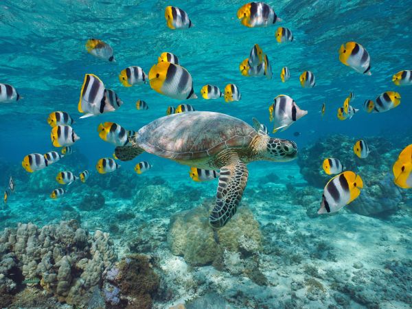 Snorkeling