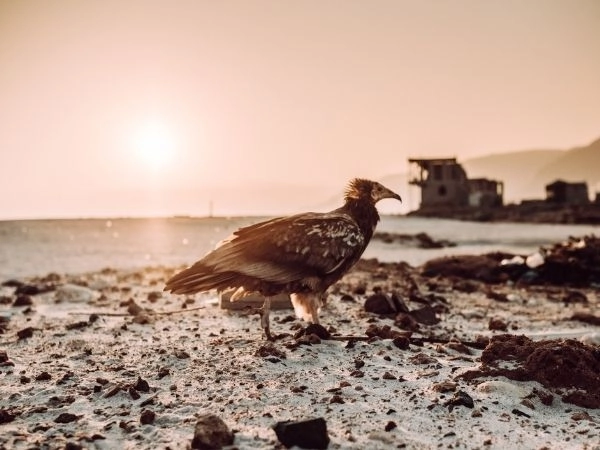 birdwatching socotra