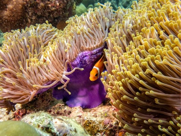 Snorkeling tra pesci tropicali, coralli colorati e tartarughe marine.