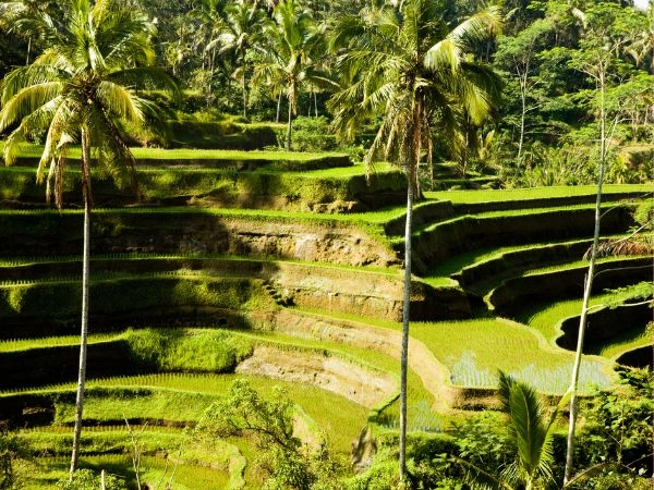 Terrazze di riso patrimonio UNESCO, una delle tanti destinazioni piu belle di bali.