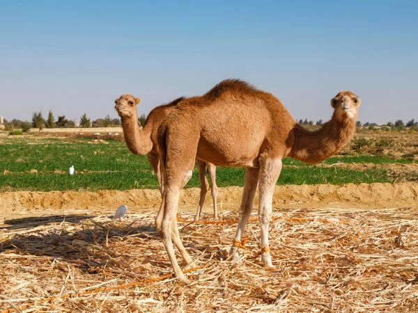 La maggior parte dei viaggiatori raggiunge El Fayoum partendo dal Cairo, grazie alla relativa vicinanza.