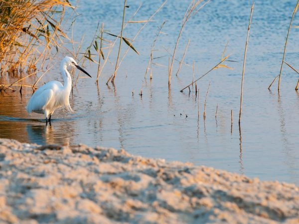 Un'altra meraviglia di El Fayoum è il Lago Qarun, uno dei laghi più antichi del mondo.