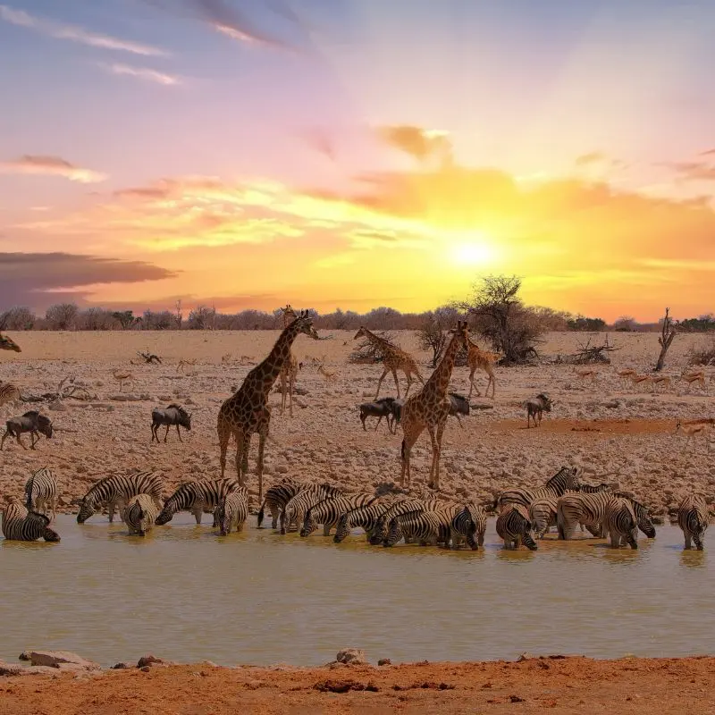 Viaggio di nozze in Africa Australe durante un safari nella savana africana