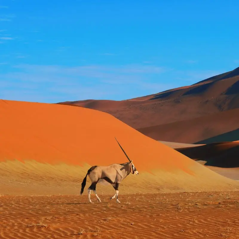 Dune rosse di Sossusvlei in Namibia visitate durante una luna di miele in Africa Australe