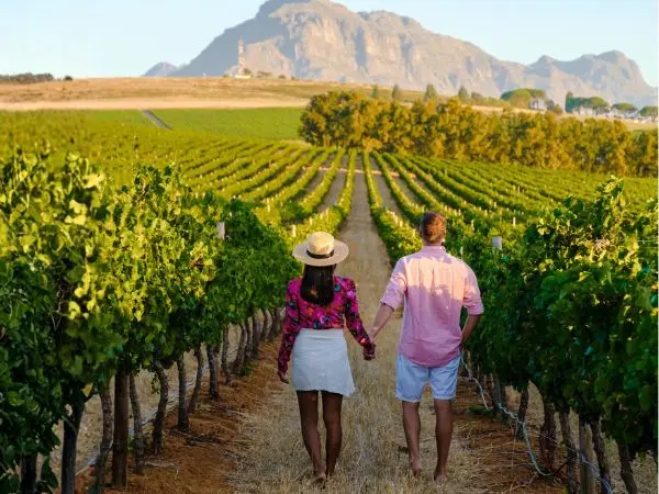Vigneti di Stellenbosch, tappa imperdibile durante una luna di miele in Africa Australe