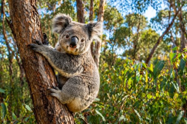 un-esemplare-di-Koala-nel-suo-habitat-nelle-foreste-del-New-South-Wales